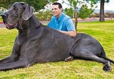  بزرگترین سگ جهان